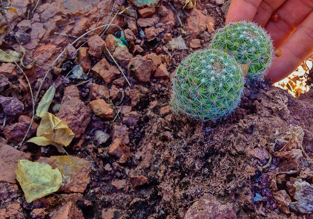 Tesoro de la cierra madre, Álamos en Sonora