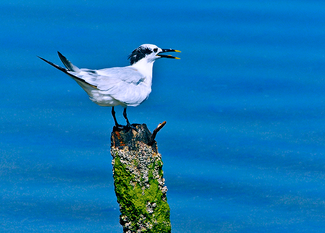 Golondrina pico amarrillo 