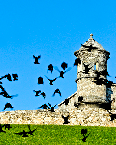 Molothus en fuerte San Miguel