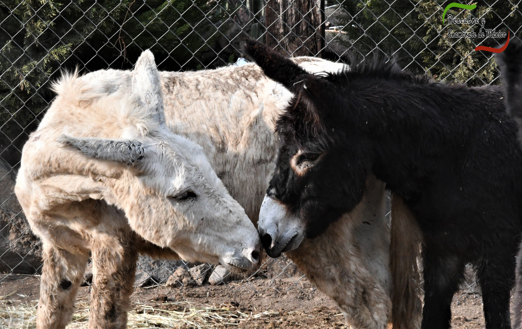 Otumba de Gómez Farías, Nuevo Pueblo Mágico. FB OFICIAL 