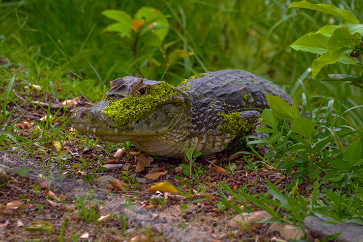 Humedales en Chiapas. Cocodrilo