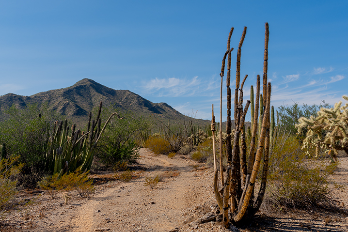 Las norias, Sonora. México