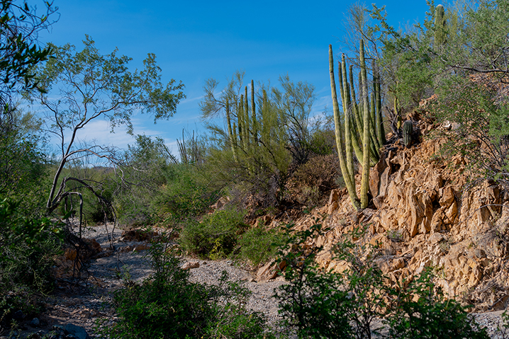 Las Norias en Sonora México